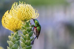 a bird on a protea blossom
