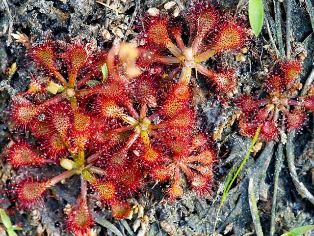Sundews, which measure no more than 1 inch across, capture insects on their gooey tentacles.  