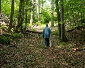A person walks on a leafy trail surrounded by very tall trees.