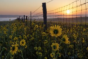 Sun rises over sunflowers at the bison fence.