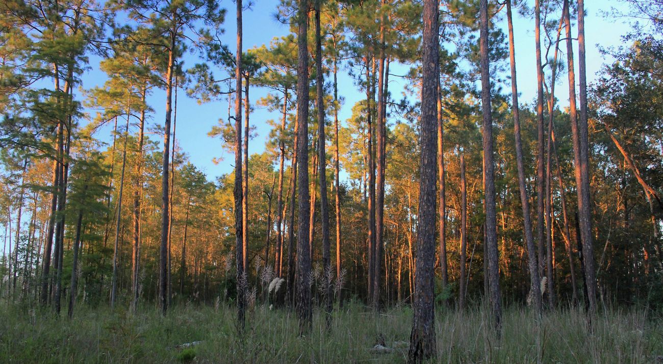 The towering trunks of a forest of longleaf pines are illuminated in a golden hue by sunset.