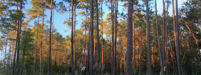 Sunset through longleaf pines.