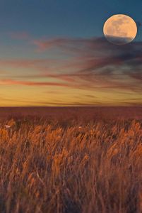 A large, full moon shines over a waving ocre prairie at Texas City Prairie Preserve.