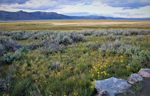 Scrubby vegetation on a plain with mountains in the distance.