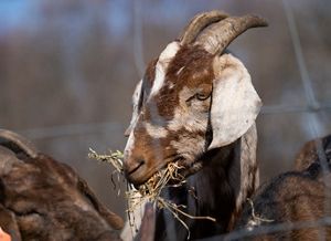 Closeup of the face of a brown-and-white goat with hay dangling from its mouth.