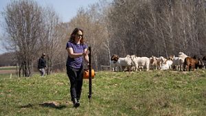 Leslie Svacina carries a portable fence as she walks in a field with goats in the background.