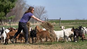 Leslie Svacina stands in the midst of a goat herd and throws hay out for them to eat.