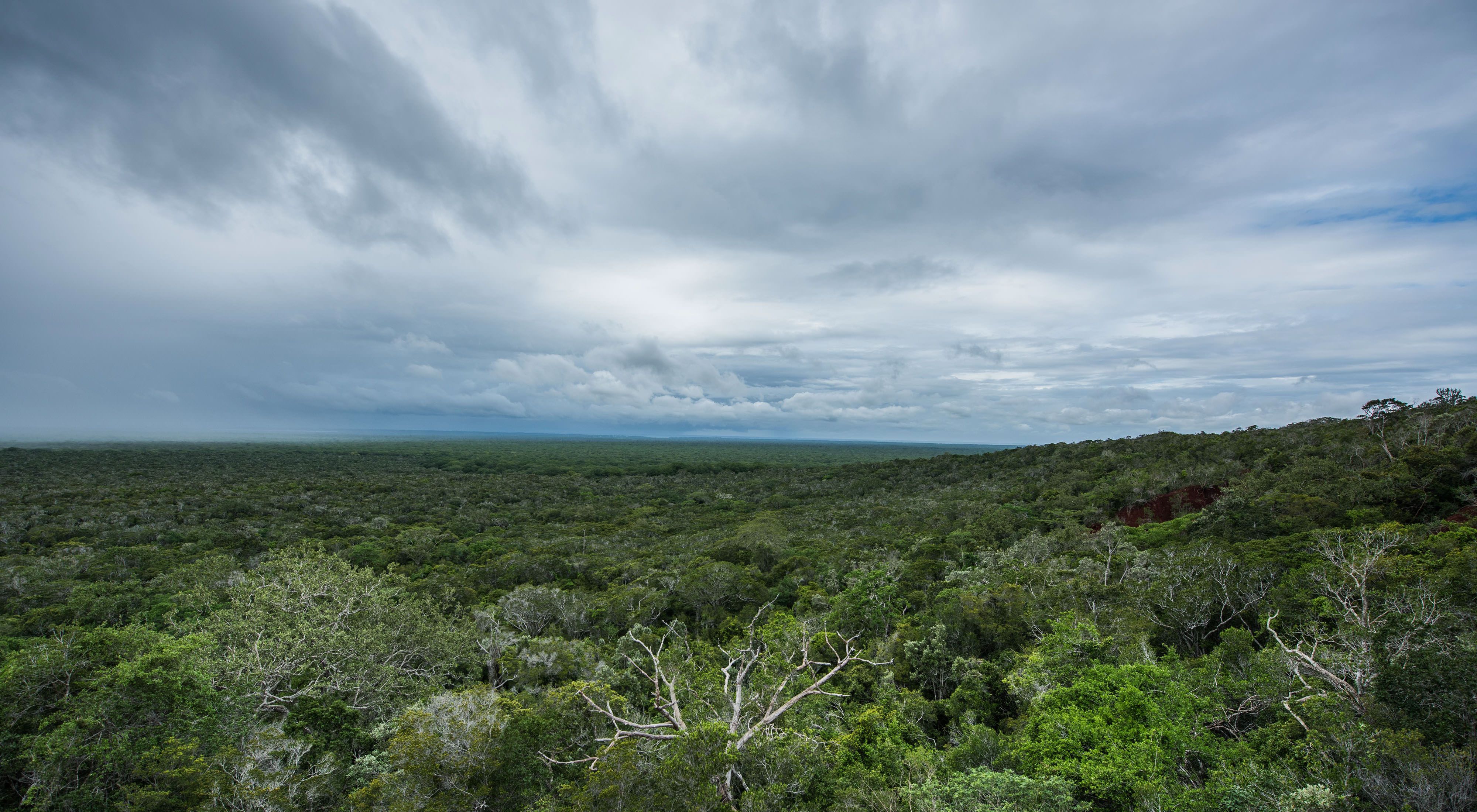 Arabuko forest, Kenya.