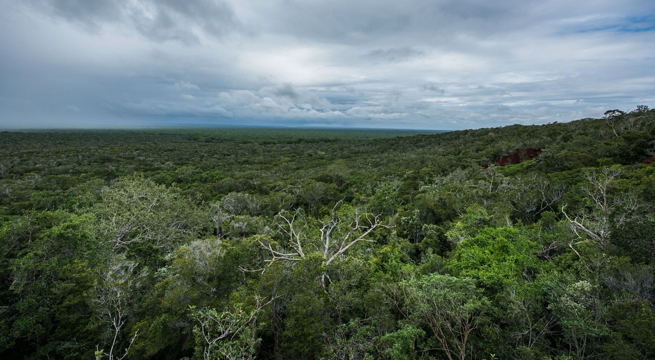 Aerial view of a forest.