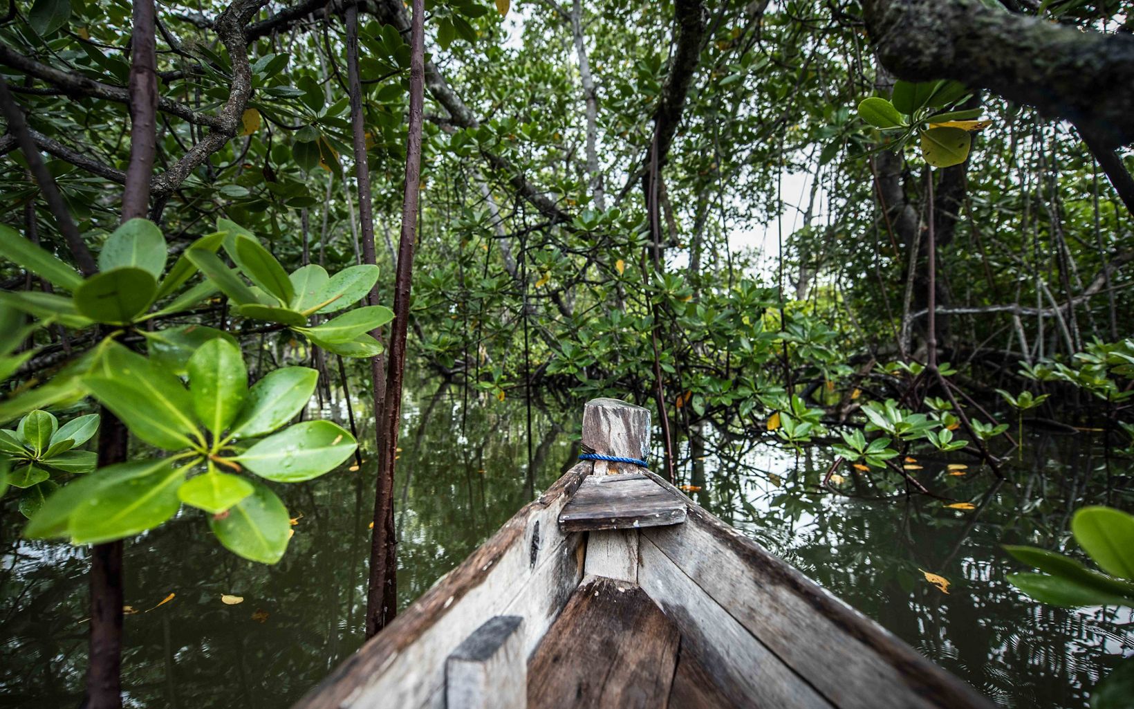 a dugout canoe gliding through a mangrove forest in Kenya 