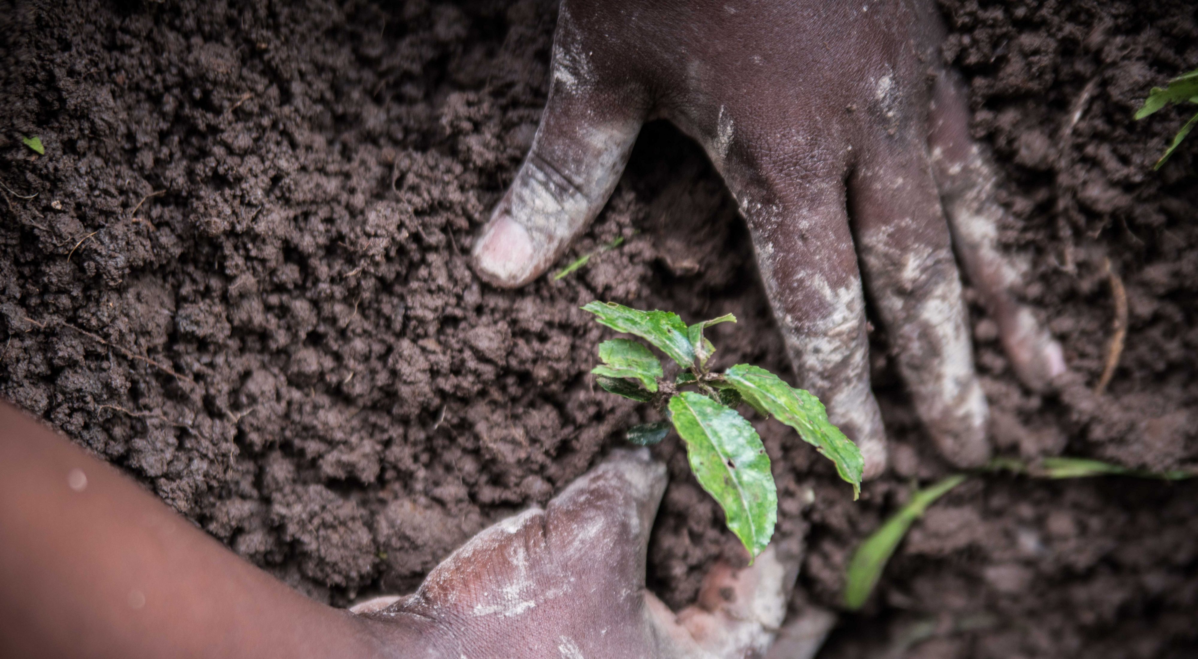 TNC Kenya's team planted 2,000 seedlings at a secondary school and three neighboring farms in Kenya.