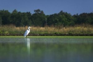 A heron wades in a serene lake on an RRG Sustainable Water Impact Fund asset in California.