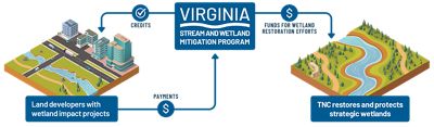 Infographic showing the funding mechanism for the Virginia Aquatic Resources Trust Fund, from payment by land developers for mitigation credits to that funding being put into on-the-ground projects.
