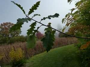 A thin tree branch with 8 green oak leaves. A wide green berm in the background rolls downhill to a stand of tall grasses.