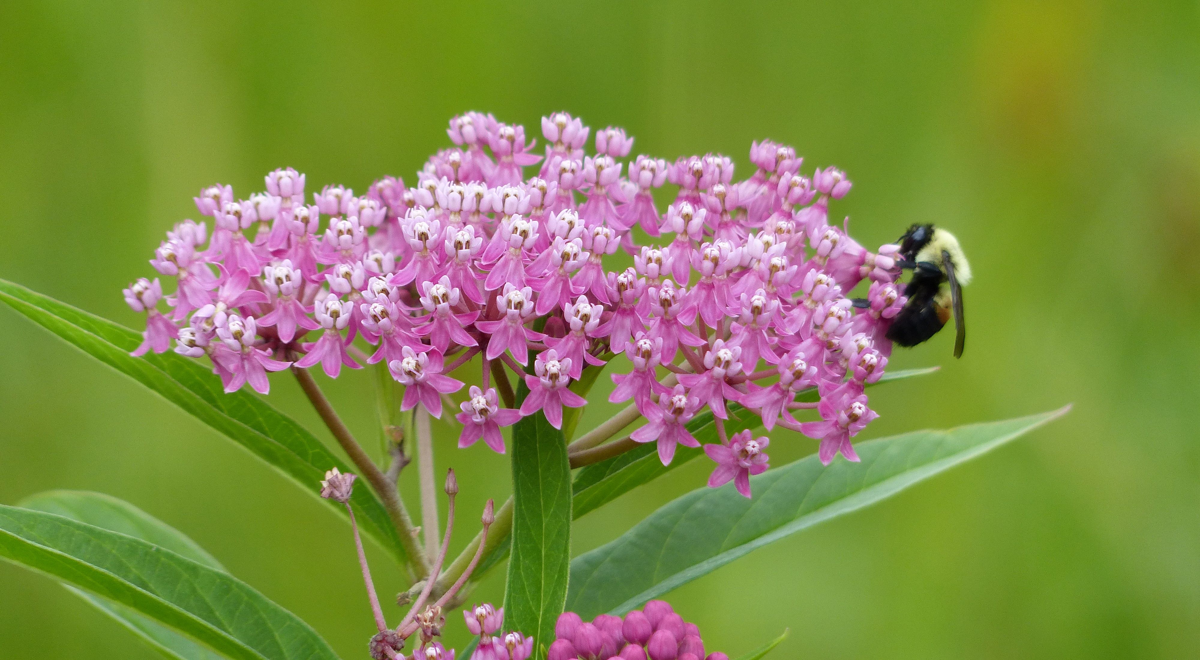 A swamp milkweed in full pink blooms with a bee visiting the flowers. 