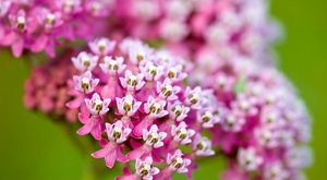 Close-up of hot pink and white blossoms of a milkweed plant