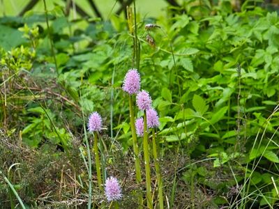 Swamp pink flowers are growing along a stream.