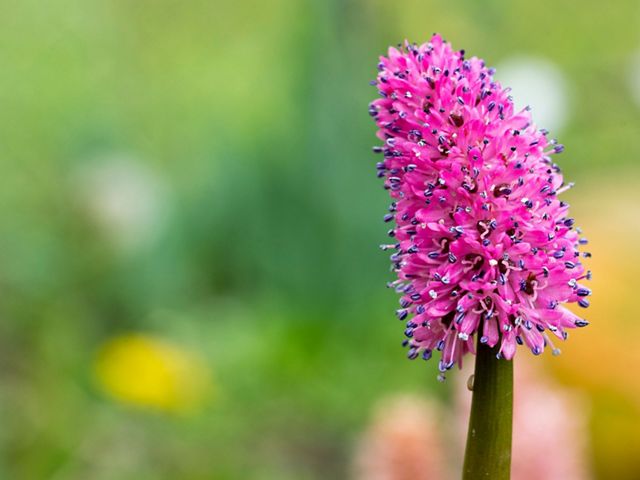 A pink flower with a long green stalk.