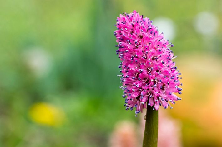 A close up of a brightly pink colored tubular flower.