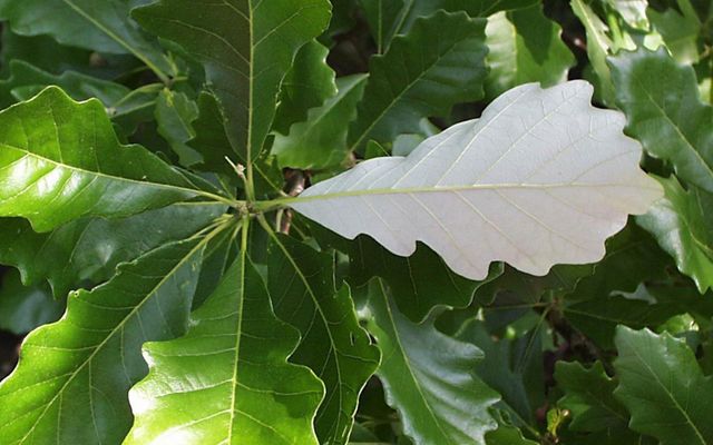Swamp White Oak Leaves 