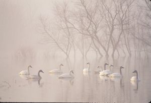 Several swans floating on a lake on a misty morning.