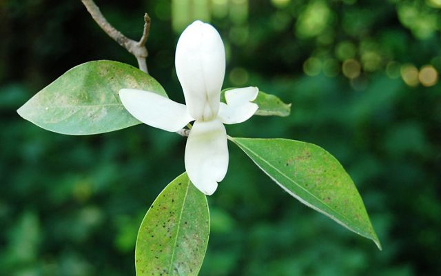 A white flower emerges from green foliage.