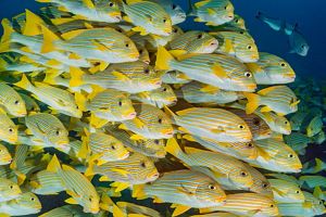 A dense school of yellow fish with white stripes swim underwater.