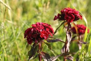 Deep red sweet William flowers are growing in a field. 