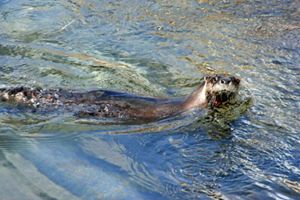 An otter swimming in a stream.