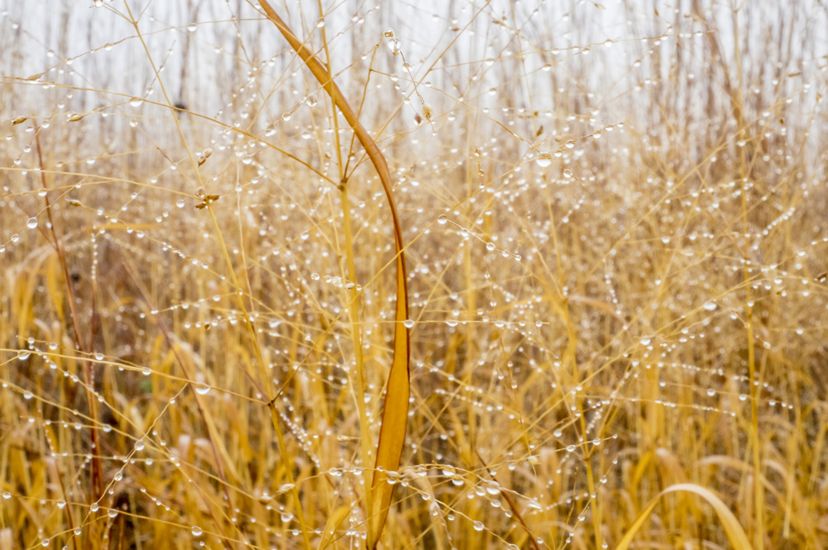 A stand of tall yellow grasses are dotted with rain drops after a storm.