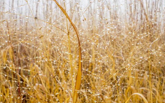 A stand of tall yellow grasses are dotted with rain drops after a storm.