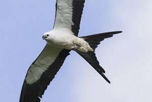 Underside of a small black and white hawk.