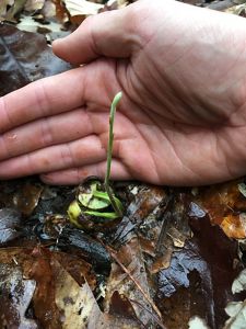 A hand surrounds a small green sapling that is emerging from wet leaves.