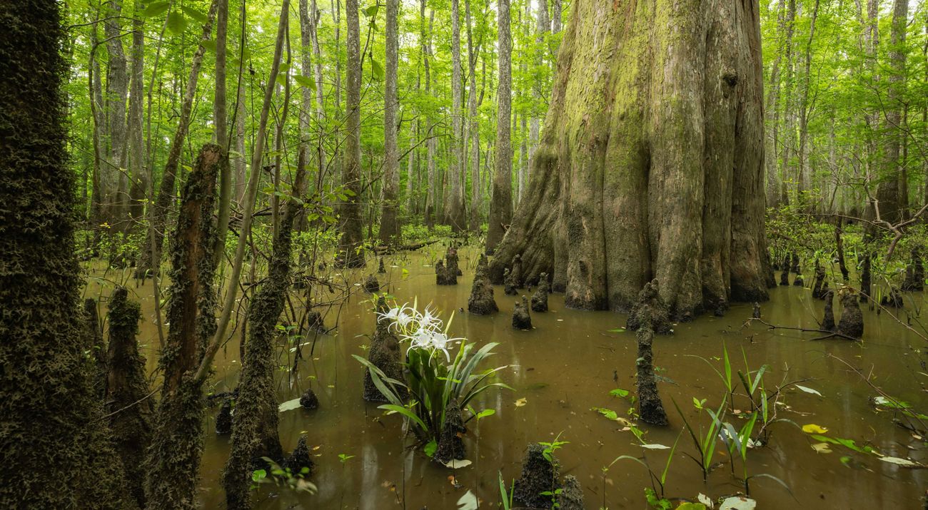 White flowers emerge from a watery forest floor.
