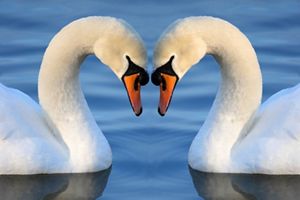 Dos cisnes tocan sus cabezas, y con sus cuellos forman la silhueta de un corazón.