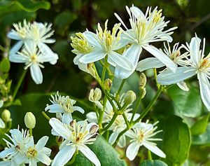 Closeup photo of dozens of small wildflowers, each with tall, yellow stamens surrounded by four, open, white petals with dark green briar leaves in the background.