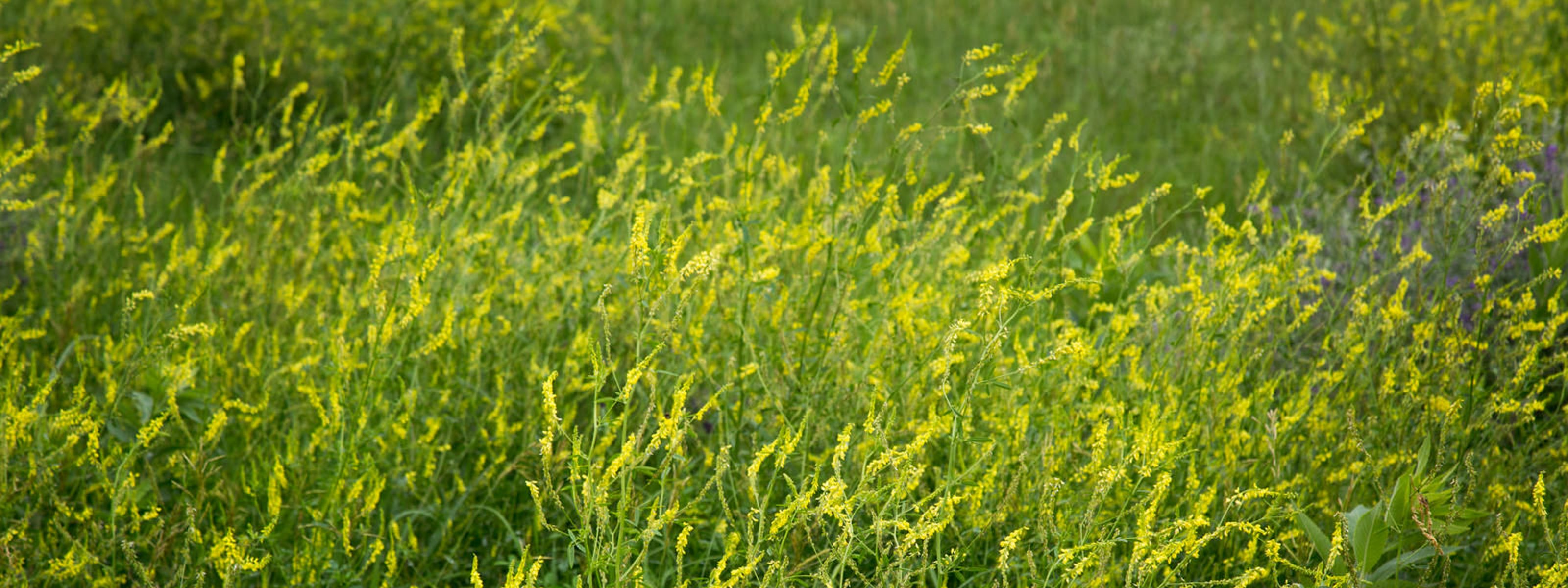 Field of sweet clover plant in the prairies.