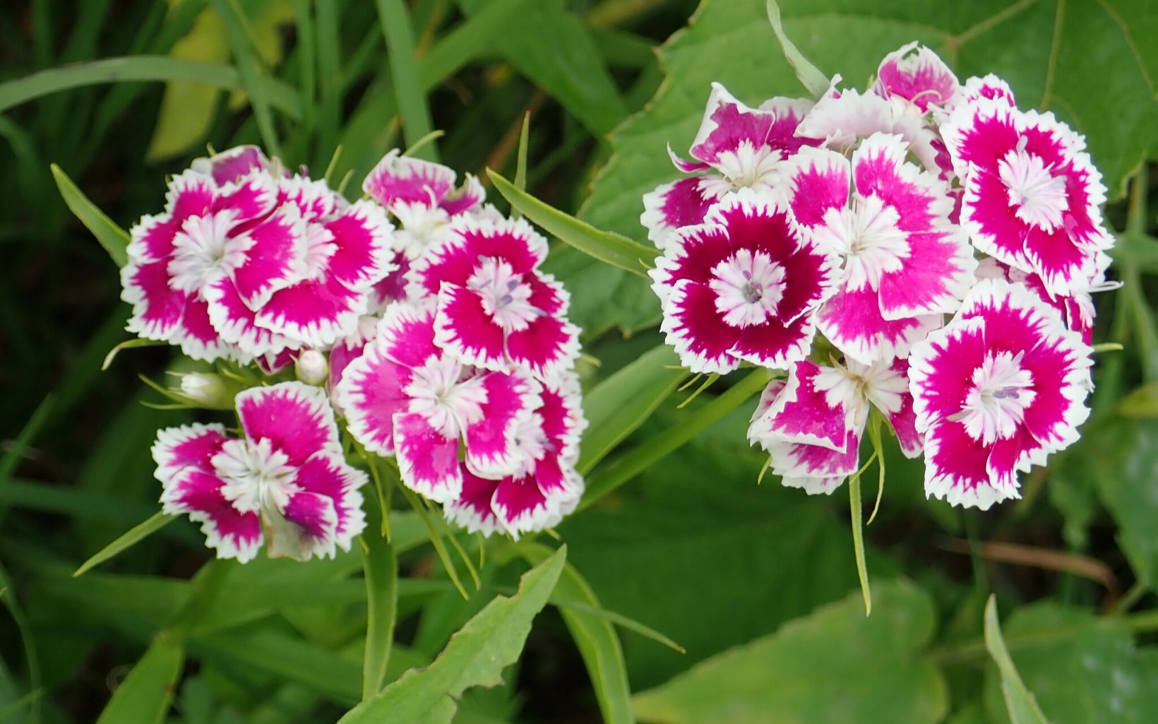 Two clumps of flowers with a hot pink and white ruffled pattern on the petals.