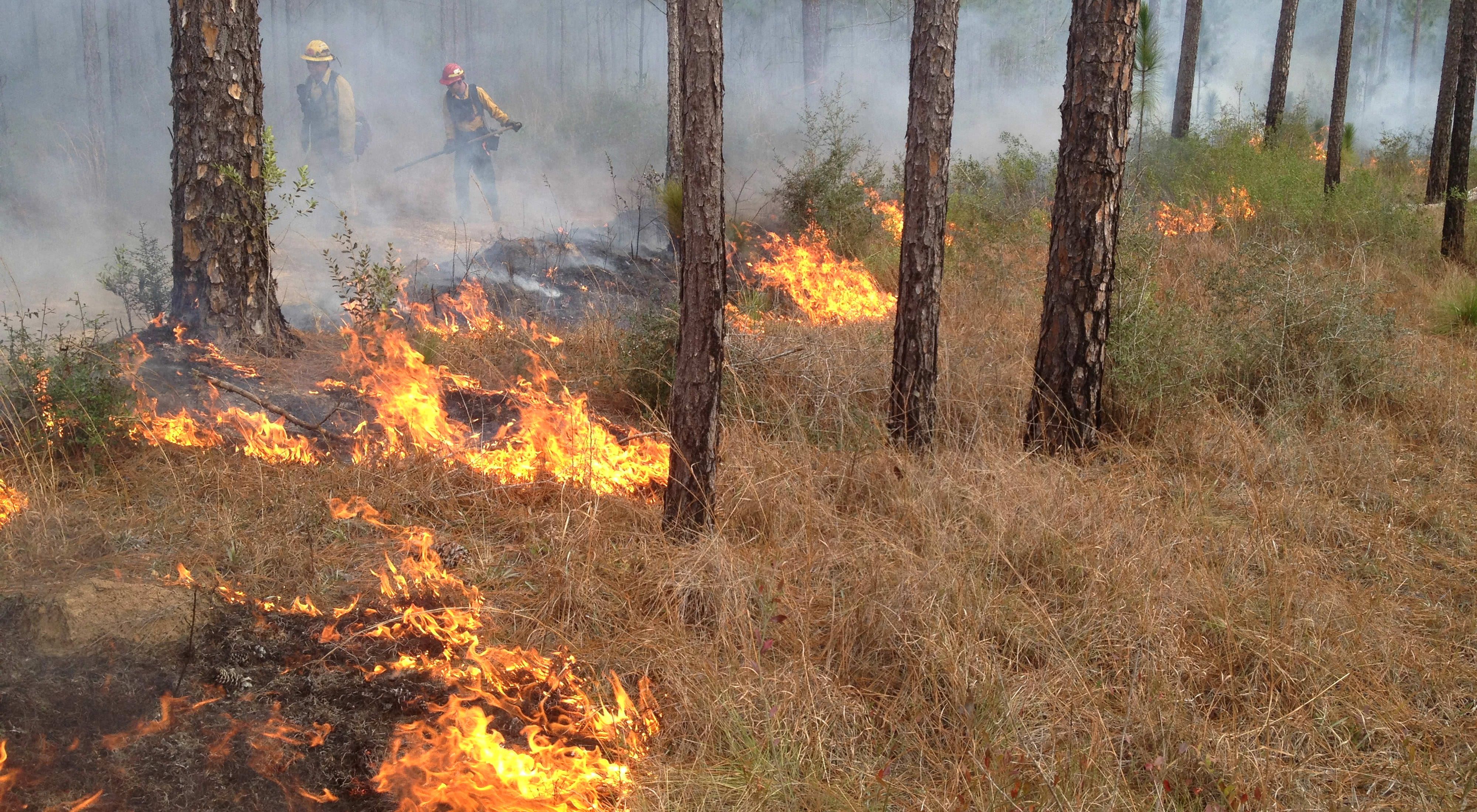 A prescribed burn at the Sweetbay Bogs Preserve