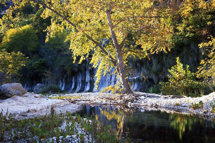 A river lined with a big tree covered in yellow leaves, white rocks, and shrubs.