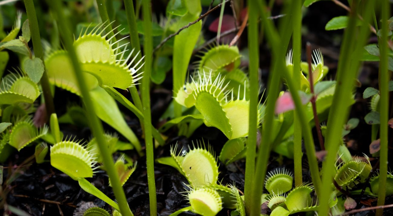 Closeup of Venus flytraps.
