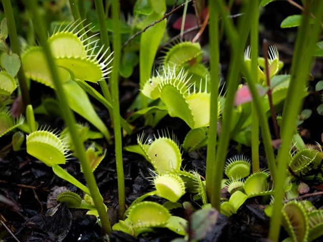 Venus flytraps