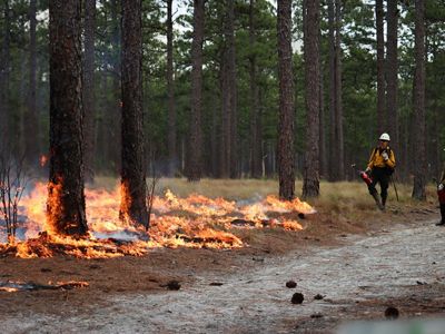 Controlled burning is an important strategy to maintain the longleaf pine ecosystem.