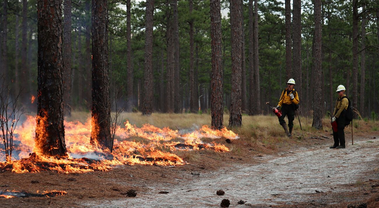 Two TNC burn professionals stand together at the edge of a wide sandy path, watching and monitoring as a low intensity fire moves between tall pine trees during a controlled burn.