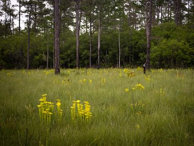 The Green Swamp Preserve is home to various species of carnivorous plants such as the yellow pitcher plant.