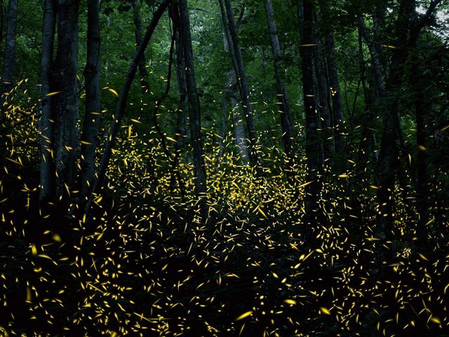 Hundreds of fireflies swarm in a forest at night.