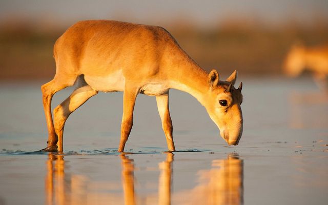 Saiga antelope drinking water