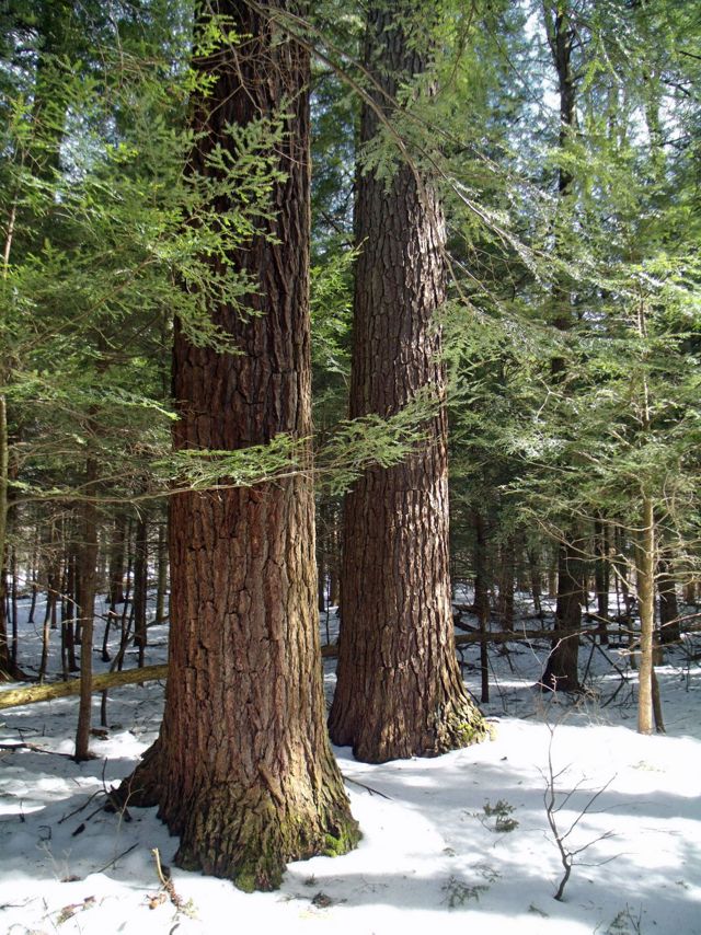 Two tall and wide pine trees stand on a snowy ground in the forest.