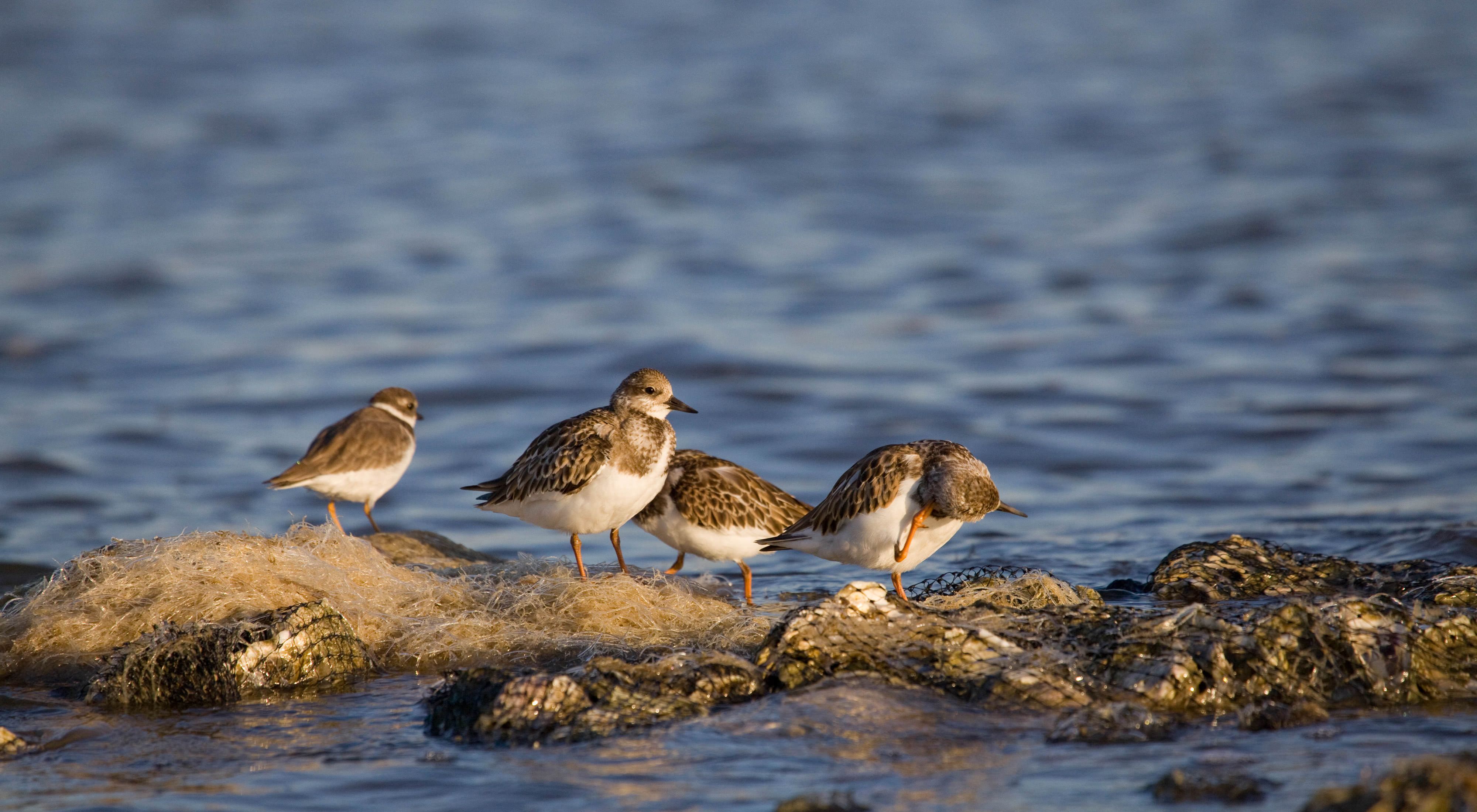 Small brown and white wading birds standing on an oyster reef.