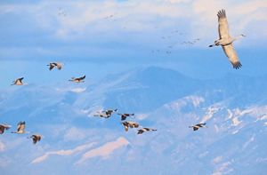 Sandhill cranes flying high in the sky with blue, snowcapped mountains in the background.